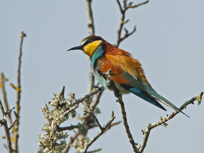 Merops apiater Bijeneter European Bee-eater